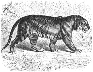 Bengal Tiger