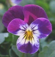 Sonoma Scent Studio Voile de Violette perfume