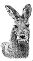 Musk Deer