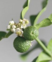 Kaffir lime