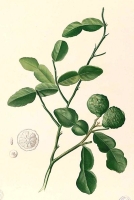 Kaffir Lime