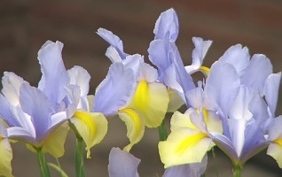 Bearded Iris