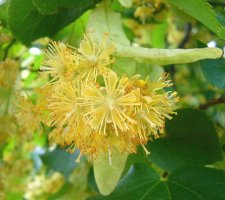 Linden blossoms