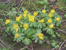 Eranthis flowers