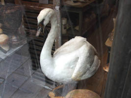 Stuffed Swan