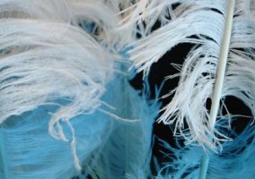 Feathers