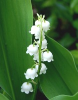 lily of the valley