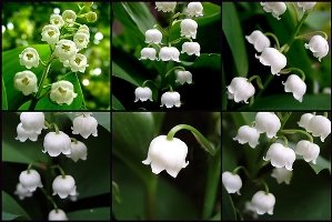 Lilies of the valley