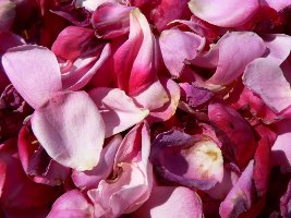 rose petals