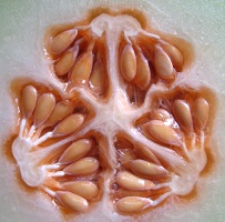 melon seeds