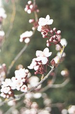 Plum tree blossoms