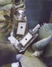 Jo Malone Blue Agava & Cacao fragrance