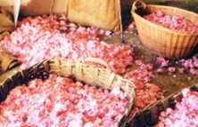 Rose petals, Grasse