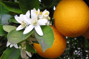orange blossom