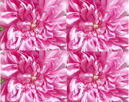 Damask Rose Omar Khayyam