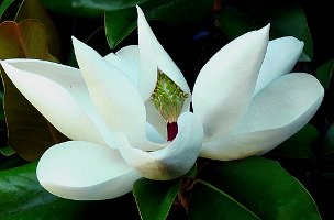 magnolia