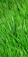 grass