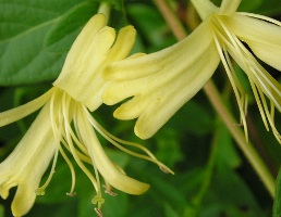 honeysuckle