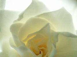 Gardenia