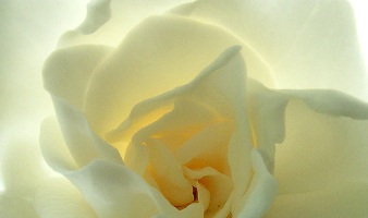 Gardenia