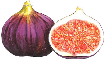Two Figs by Ann Swan