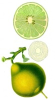 bergamot