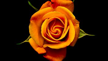 orange rose