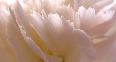 carnation