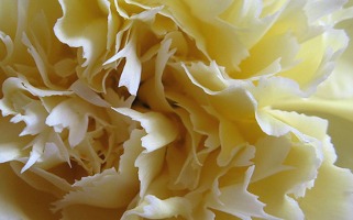 White carnation