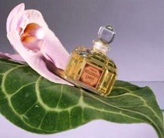 Bellodgia perfume by Caron