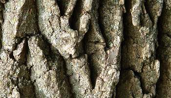 tree bark