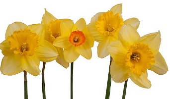 Daffodils isolated against white background