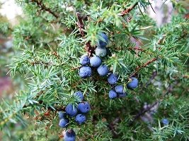 Juniper