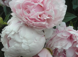 Pink Peonies