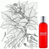 Comme des Garcons Palisander fragrance
