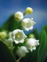 Lily of the Valley