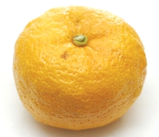 Yuzu fruit