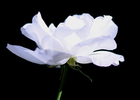 white-rose