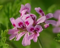 Rose Geranium Cluster