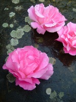 Lichen Stone Rose Oxford