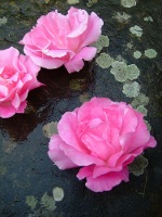 Lichen Stone Rose Oxford