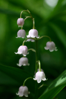 Lily of the Valley