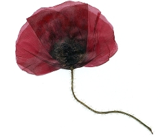 Red poppy