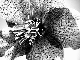 hellebore