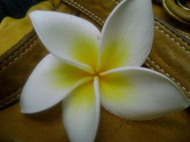 Ayala Moriel Frangipanni Gloves fragrance