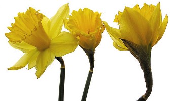 daffodils
