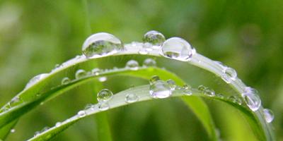rain on grass