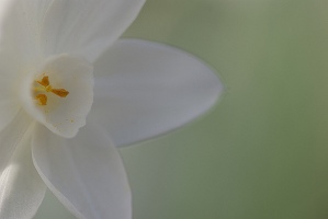Narcissus