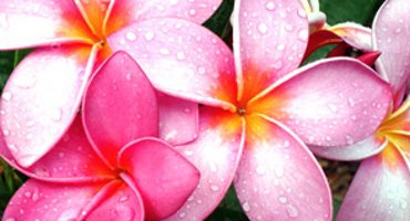 pink plumeria