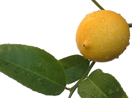 Meyer lemon